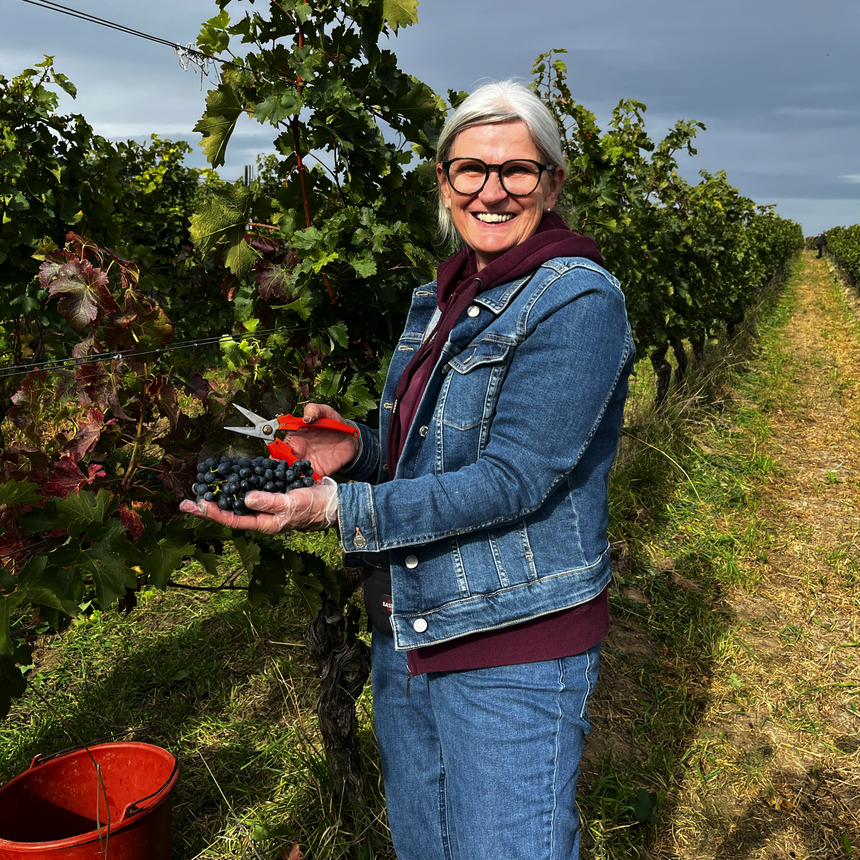 Frau steht im Weinberg, hält eine Schere und frisch geschnittene Trauben