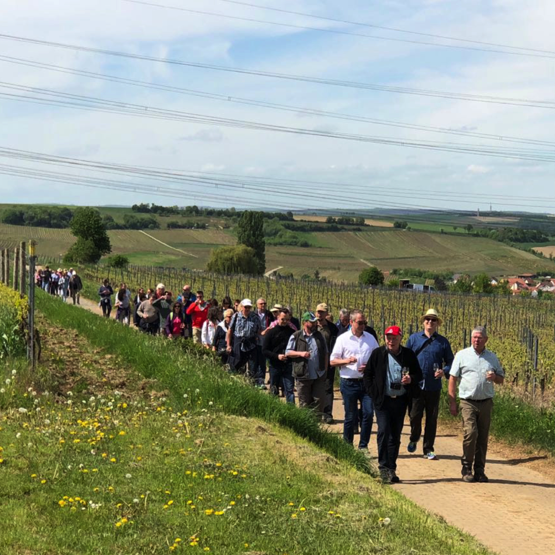 Gruppe von Menschen mit Weingläsern unterwegs in den Weinbergen