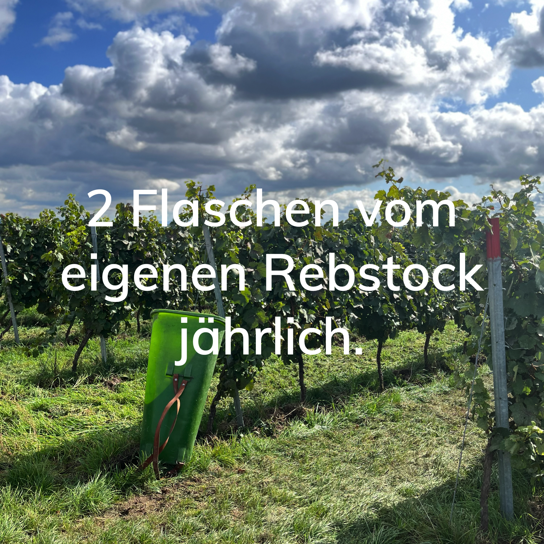 Flyer Rebstockpatenschaft